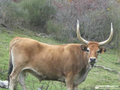 Parque Natural Babia y Luna; Tierra de Pastores Trashumantes; a tu aire senderismo tiendas de montañ